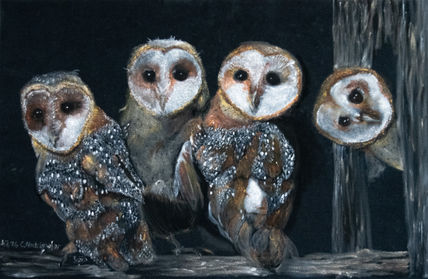 Barn owl quartet