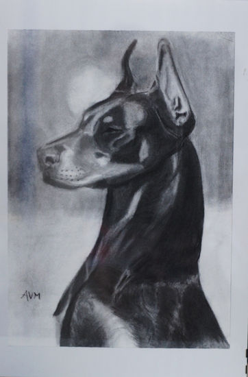 Dóberman Charcoal