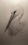 White stork