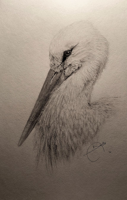 White stork