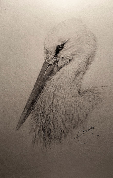 White stork