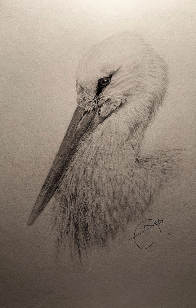 White stork