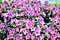 Arbusto de Azaleas...