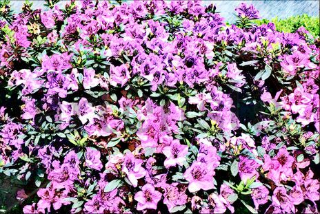 Arbusto de Azaleas...