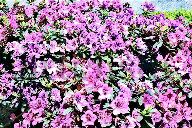 Arbusto de Azaleas en Tonos Púrpura y Magenta Radiante