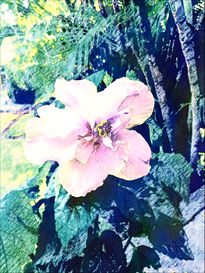 Flor de Tulipan,...