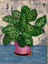 Calathea