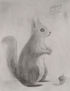 Ardilla