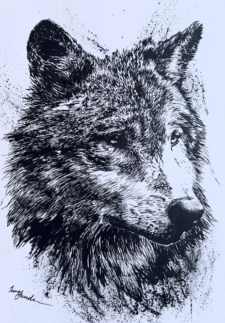 Lobo