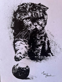Gato scottish fold