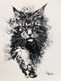 Gato maine coon