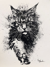Gato maine coon