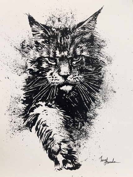 Gato maine coon