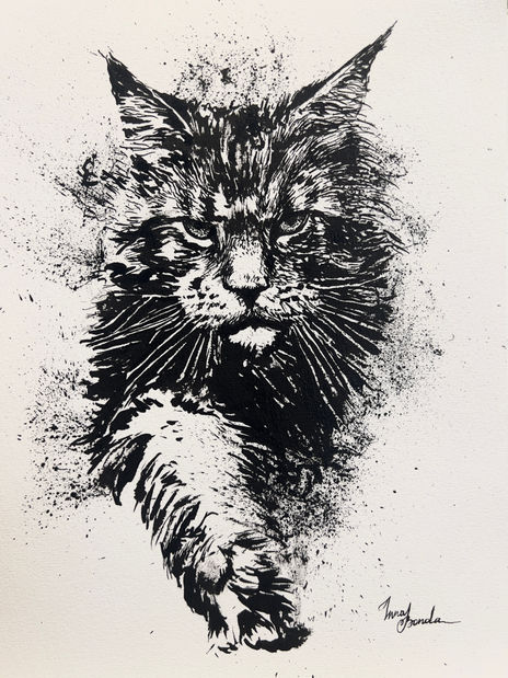 Gato maine coon