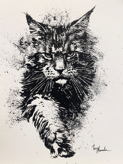 Gato maine coon Ink