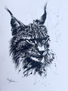 Lince