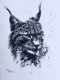 Lince