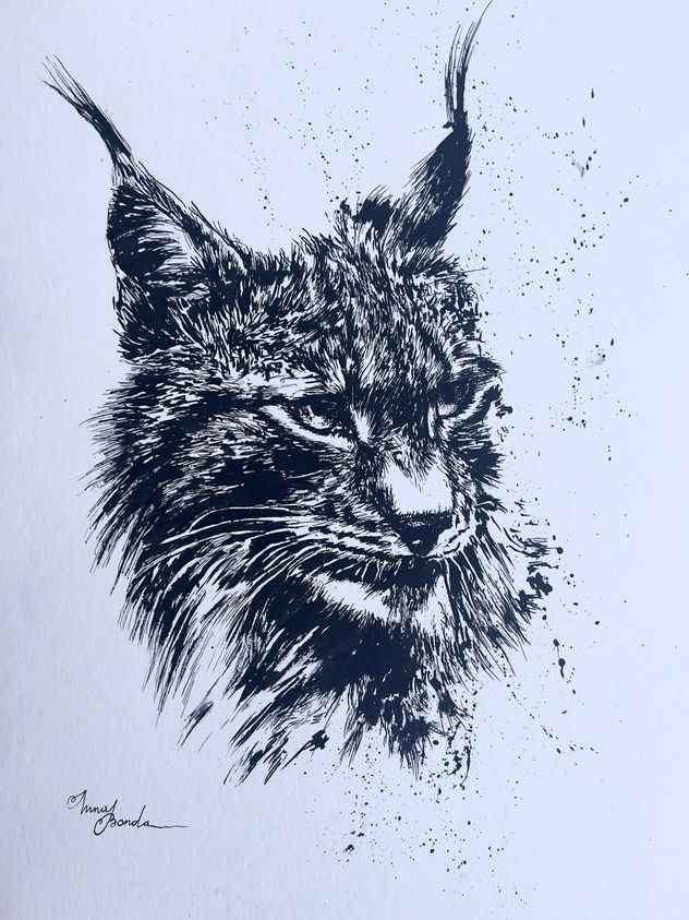 Lince