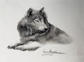 Lobo