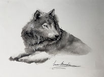 Lobo