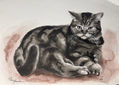 Gato scottish straight