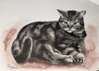 Gato scottish straight