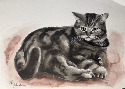 Gato scottish straight