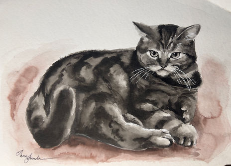 Gato scottish straight
