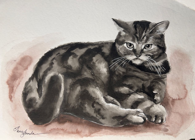 Gato scottish straight Ink