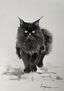 Gato negro