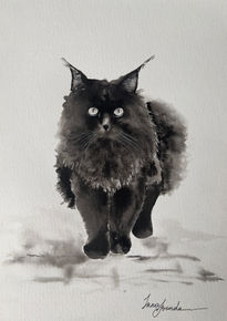 Gato negro