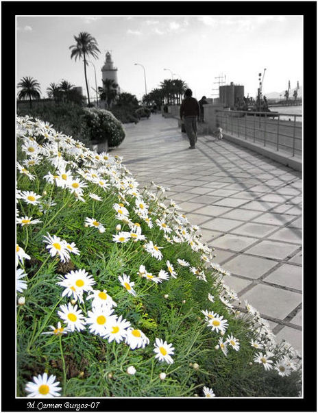 Paseo de la Farola
