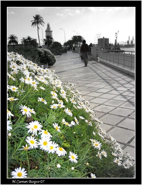 Paseo de la Farola