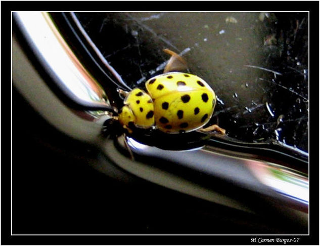 Mariquita amarilla Naturaleza Color (Digital)