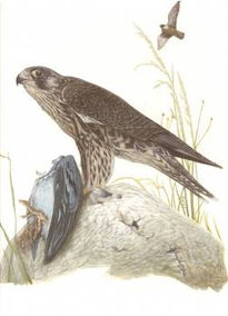 Halcón Peregrino