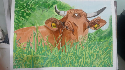 Vaca