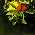 Oranges on the orange tree: Nature and Realism — detail