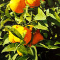Oranges on the orange tree: Nature and Realism — detail