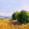 Barley field — detail