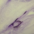 VEILED GARDEN — frontal