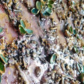 Emerged sprouts 12 — detail