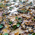 Emerged sprouts 12 — detail