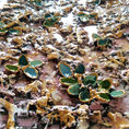 Emerged sprouts 12 — detail