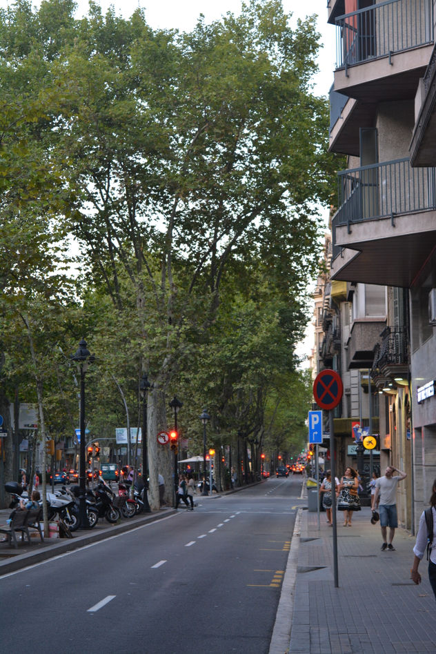gran vía árboles plataneros