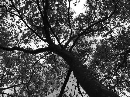 Serie árbol