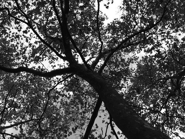 Serie árbol