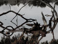 Serie árbol