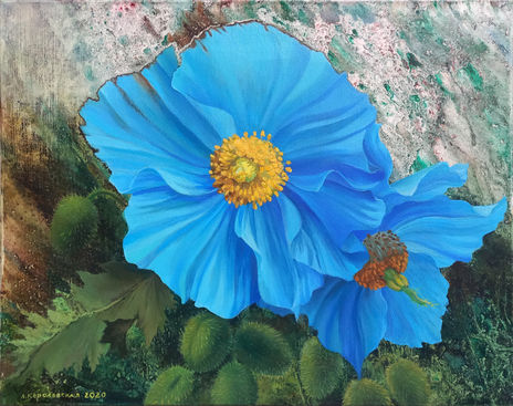 Himalayan blue poppies