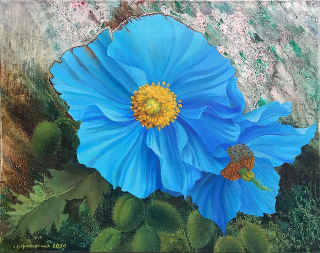 Himalayan blue poppies