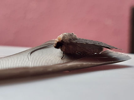 Pluma